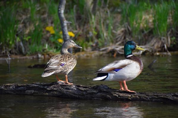 Two Mallards on a log thumbnail