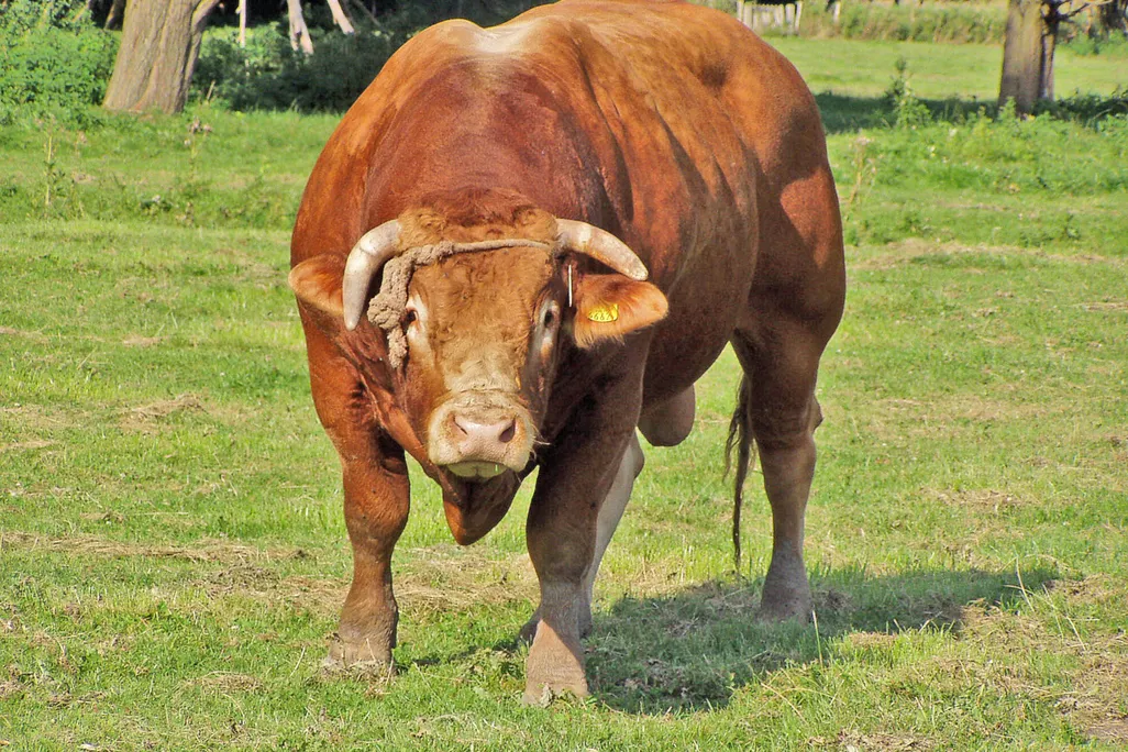 Bull