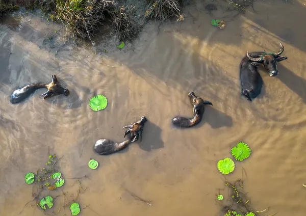 Four Buffaloes in a Pond thumbnail