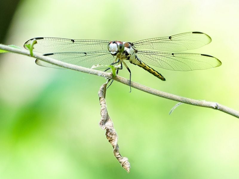 Cautious dragonfly | Smithsonian Photo Contest | Smithsonian Magazine