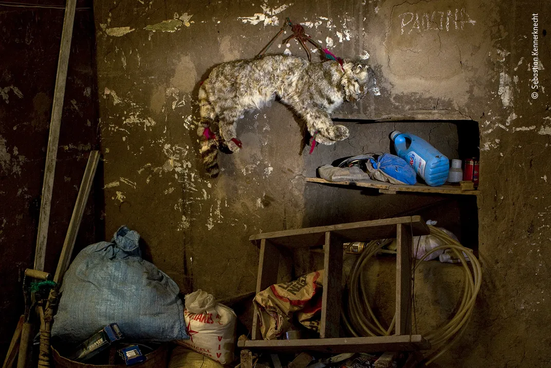 a stuffed cat skin hangs on the wall of a shed