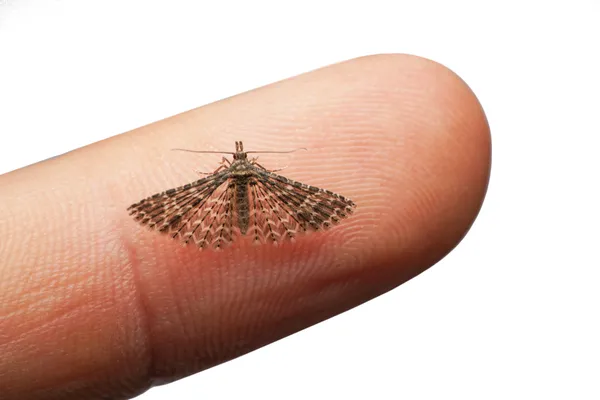 Twenty-plume moth thumbnail