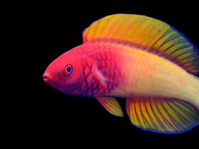 The rose-veiled fairy wrasse is the first Maldivian fish to be described by a local scientist. Pictured: a male rose-veiled fairy wrasse