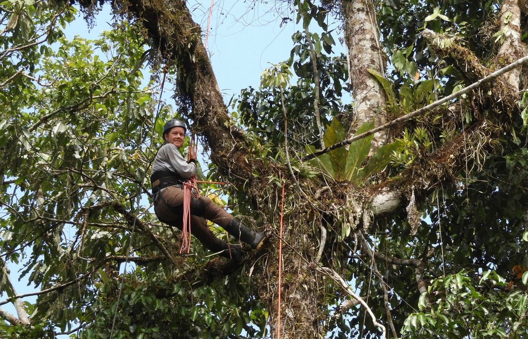 Conservation biologist Tremie Gregory climbs a tree in the Peruvian Amazon rainforest