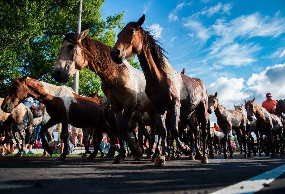 Assateauge wild ponies on parade.jpg