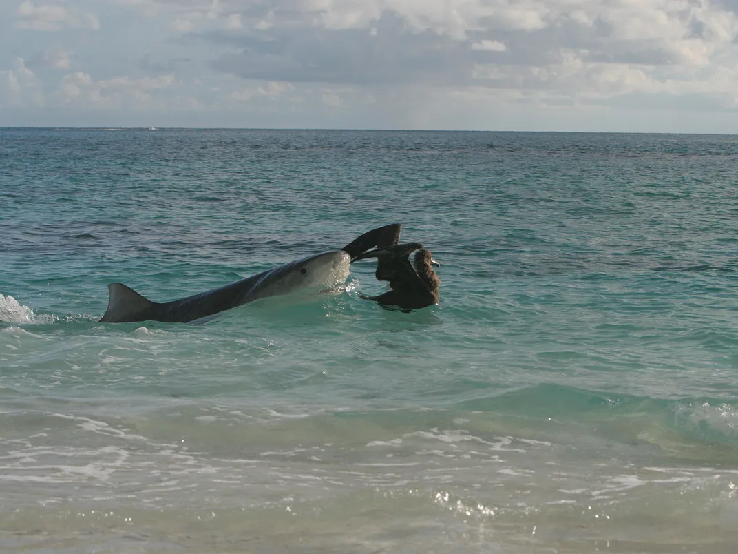 Tiger Shark and Black-Footed Albatross