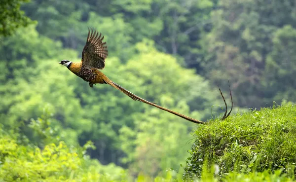 Fairy in the forest thumbnail