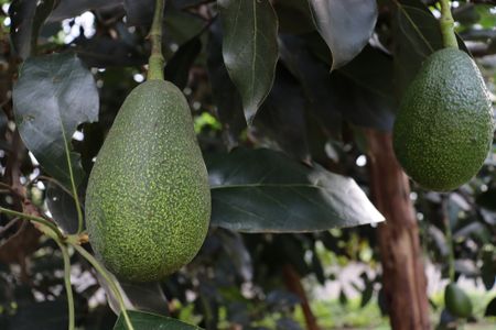 Early avocado farmers left a lasting mark on the development of agriculture.