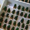 Orchid bees