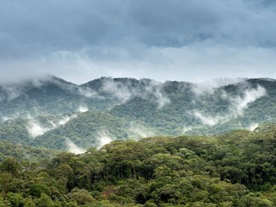 The creation of clouds over forested areas shows that reforestation would likely be more effective at cooling Earth’s atmosphere than previously thought, a Princeton study says.

