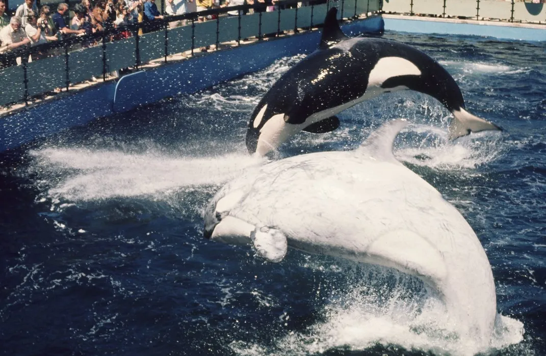 killer whale eating seal