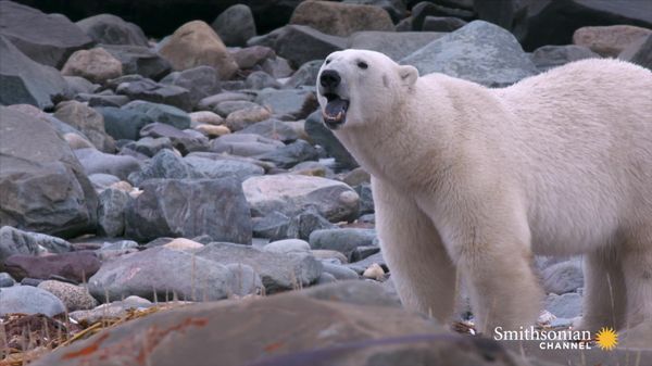 Preview thumbnail for A Polar Bear's Diet Consists of Anything Edible