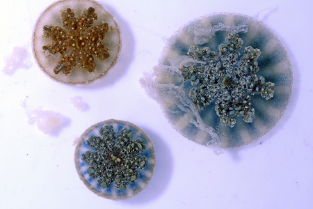 Three Cassiopea, or upside-down jellyfish, seen from above in a lab at the Smithsonian’s National Museum of Natural History. The cloudy matter floating above and to the left of the jellyfish is a mucus that they exude.