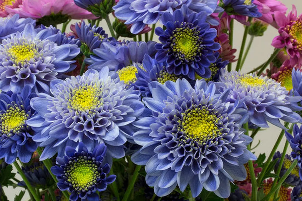 Blue Mums