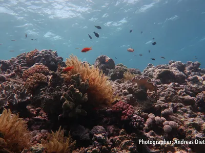 Fish and corals on Australia's Great Barrier Reef. Between a quarter and a third of all marine species spend some part of their life cycle in coral reefs.