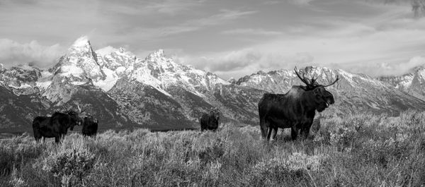 Moose and their Mountains thumbnail