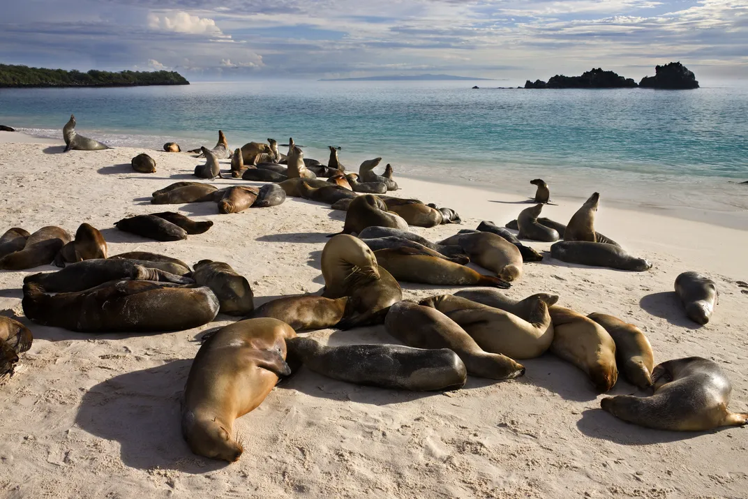 Sea lions basking on the beach