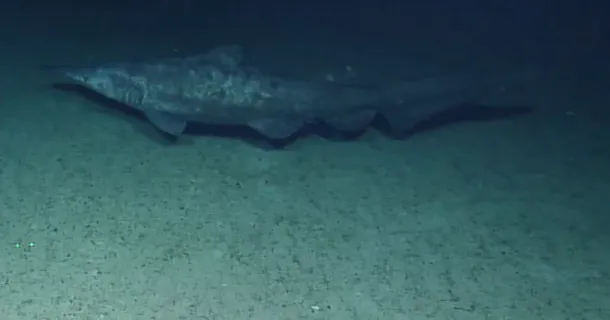 A long slender shark-like creature swimming