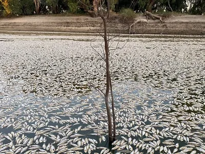 Dead fish in the&nbsp;Darling-Baaka river