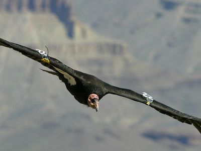 Condors can soar 150 miles in a day on their giant wings. The birds often fly for hours at a time with hardly a flap of their wings