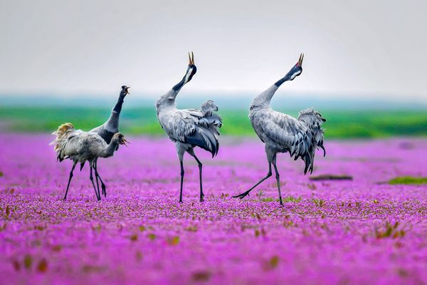 Poyang Lake in the Dry Season thumbnail