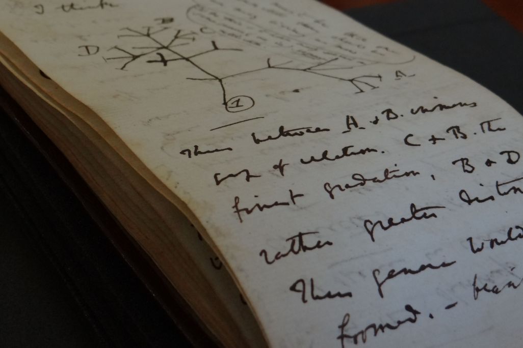 Page in Darwin's notebook