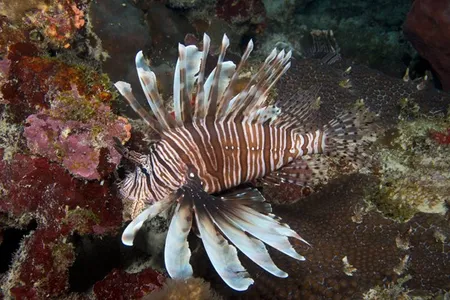 Invasive species like lionfish can harm natural, human, and economic health. (Barry Brown)
