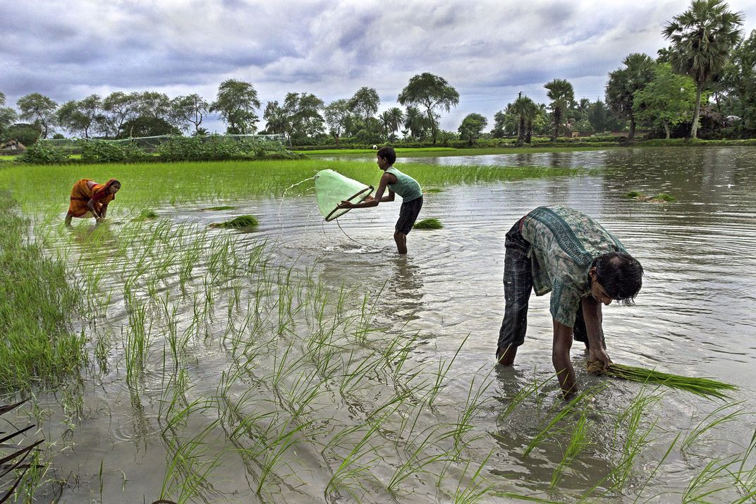 A day in a paddy field | Smithsonian Photo Contest | Smithsonian Magazine