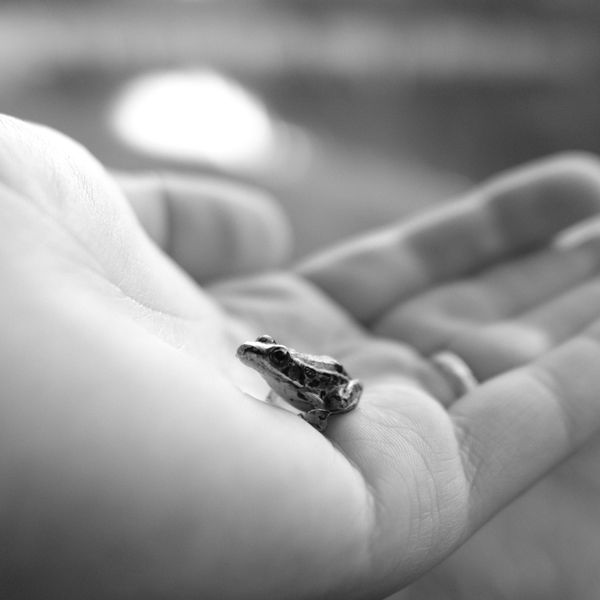 tiny frog in hand (monochrome) thumbnail