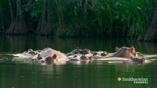 Preview thumbnail for Pablo Escobar's Hippos Have Created an Ecological Crisis in Colombia