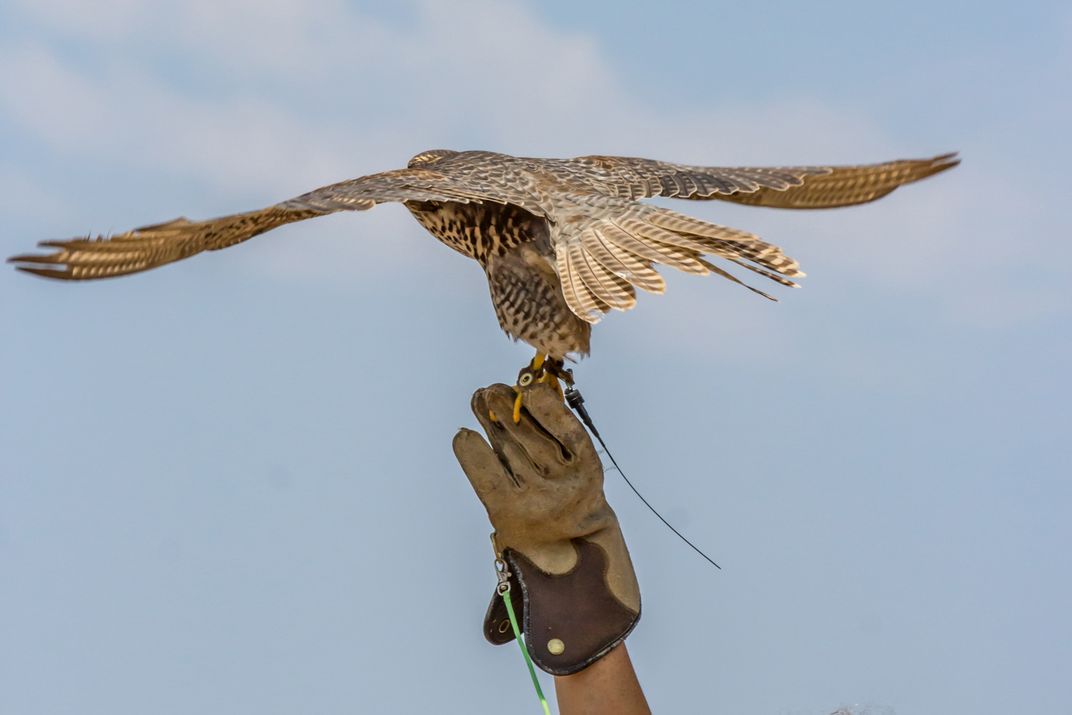 Falconer2