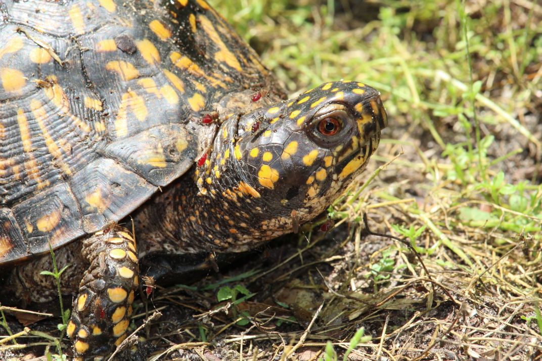 Mosquitoes on an Eastern Box Turtle | Smithsonian Photo Contest ...