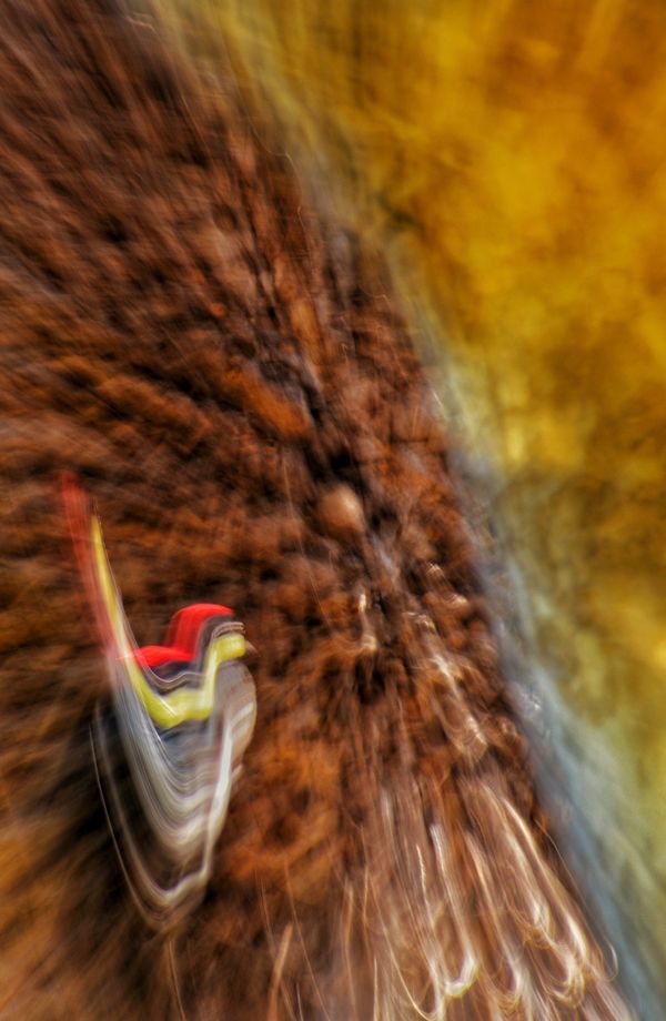Woodpecker Abstract Impressions thumbnail