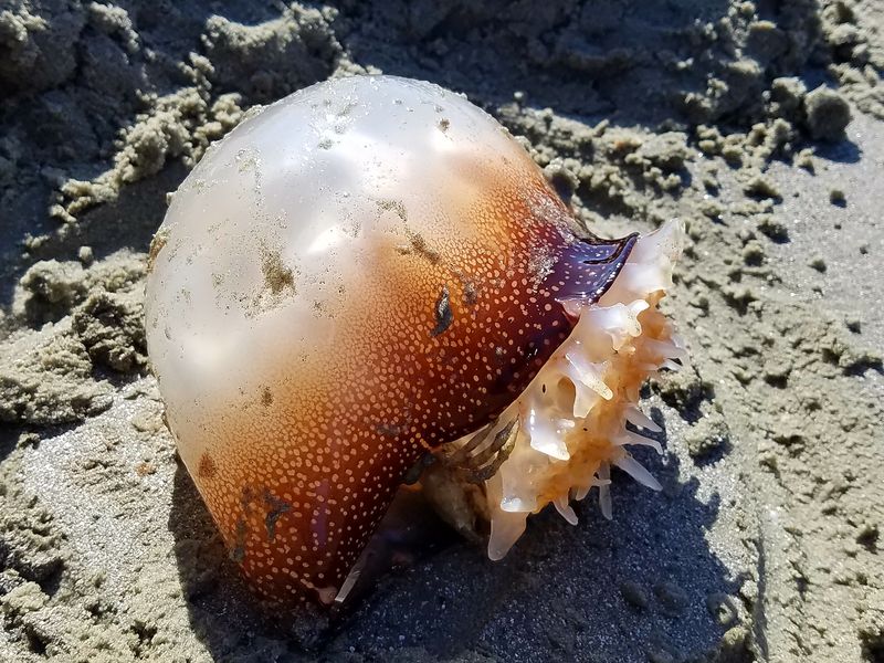 crab in a jellyfish Smithsonian Photo Contest Smithsonian Magazine