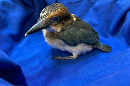 A 28-day-old female Guam kingfisher chick at the Smithsonian Conservation Biology Institute.