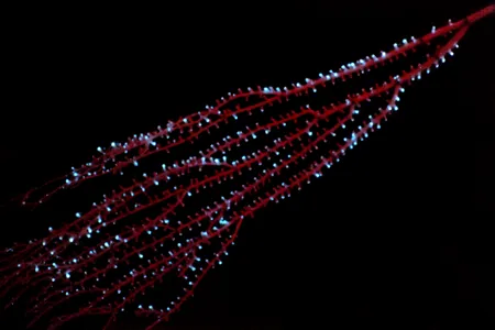 The bamboo octocoral Isidella sp.&nbsp;displaying bioluminescence in the Bahamas in 2009.