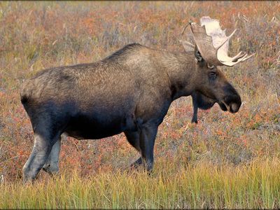 A moose in Alaska’s Denali National Park and Preserve.