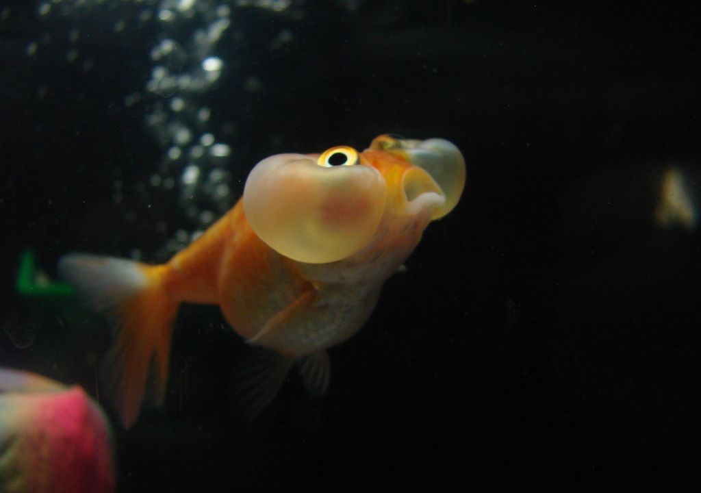 How Do Goldfish Survive Winter? They Make Alcohol | Smart ...