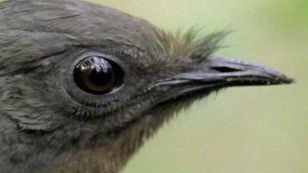 Preview thumbnail for Weird Science: Lyrebird, Nature's Mimic