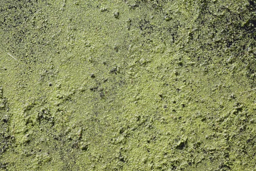 A tide of green algae in a pond