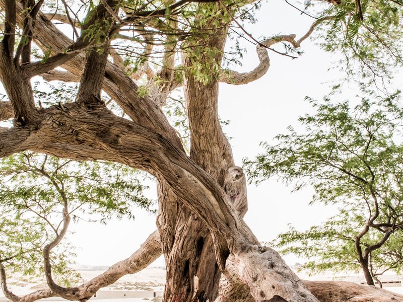 tree of life manama bahrain