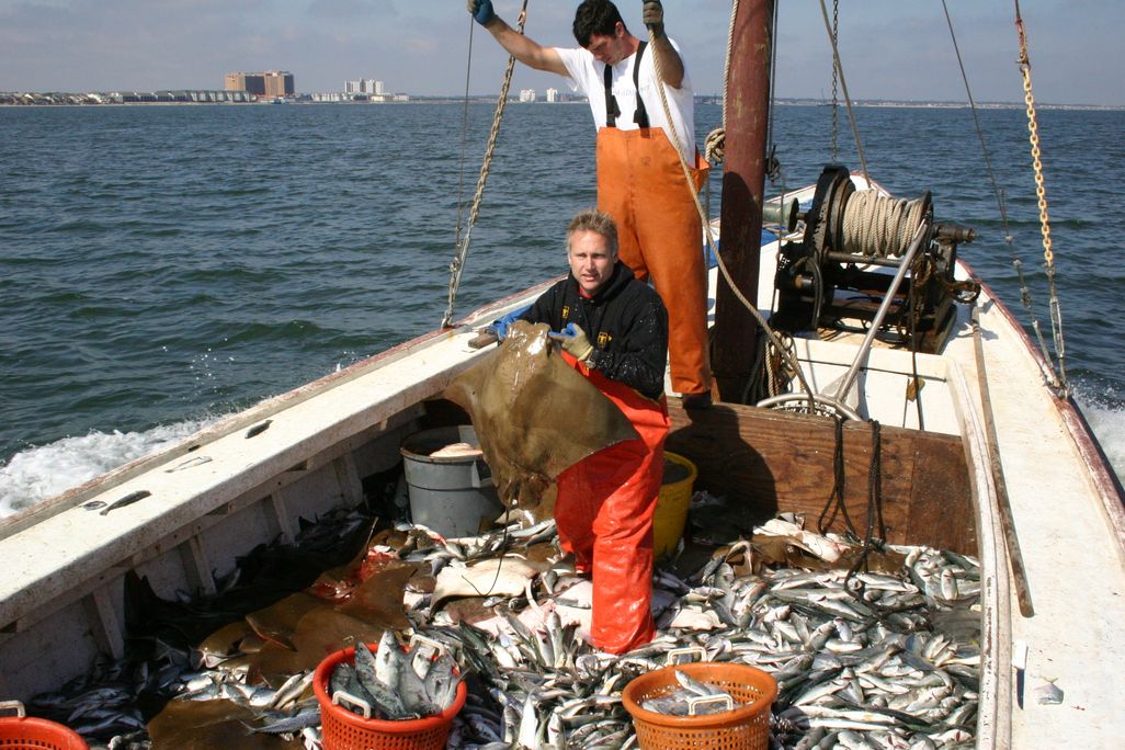 bycatch
