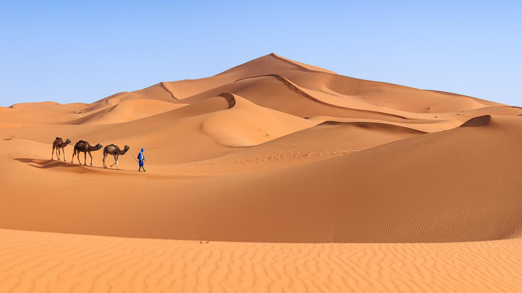 Camels on the Saharan dunes