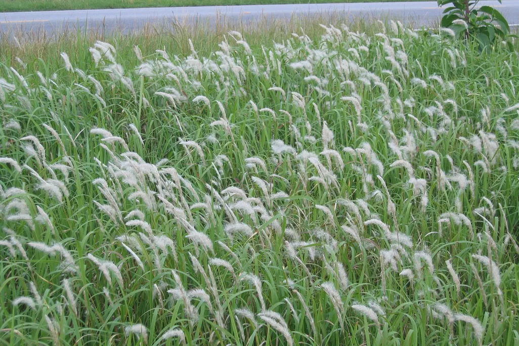 A field of cogongrass