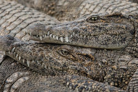 Genetic revelations are shifting the story of the Cuban crocodile and raising questions about the right way to conserve it.