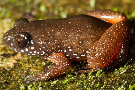 Astrobatrachus kurichiyana, also known as the "starry dwarf frog," has only been found on a single hill range in India's Western Ghats.