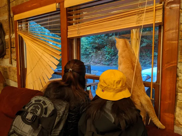 Looking at the bear outside the cabin thumbnail