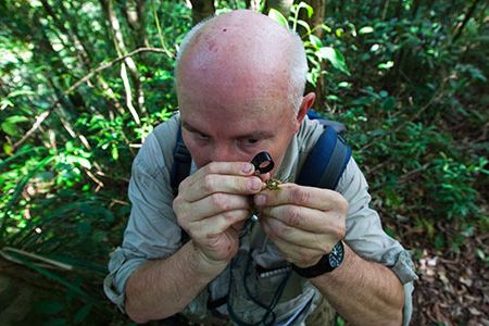 California Academy of Sciences botanist and moss expert Jim Shevoc inspects a collected specimen on Mt. Isarog.