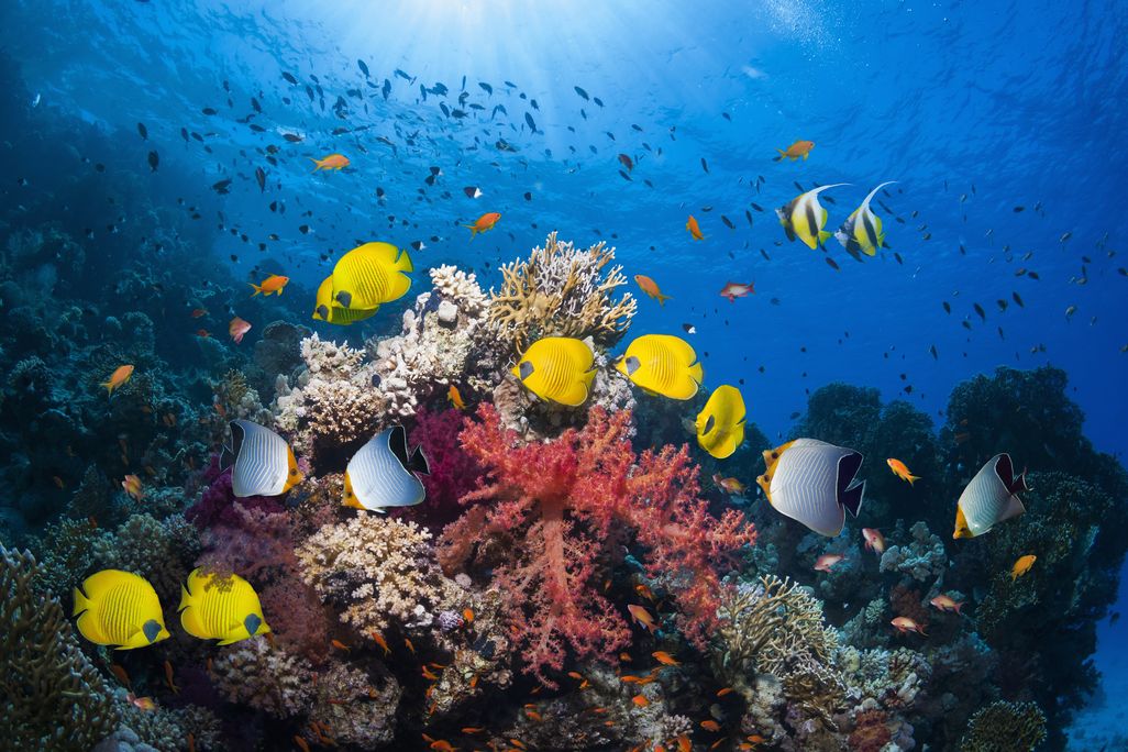 A colorful underwater coral reef with a school of yellow tropical fish