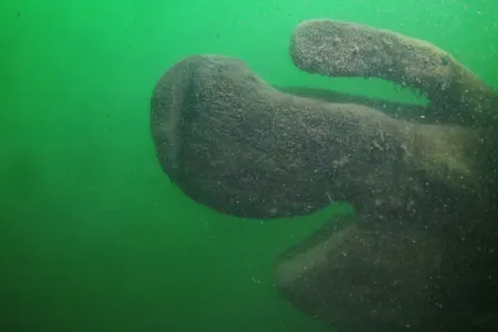 The bow of the ship, believed to be of the snake carving on the Lake Serpent.